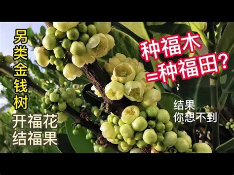 福樹開花|福木的照顧與修剪